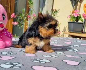Kókusz - Yorkshire Terrier eladó kiskutya