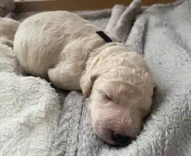 Jack - Labradoodle Angebotener Welpe