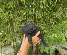 Apród - Poodle Medium Puppy for sale