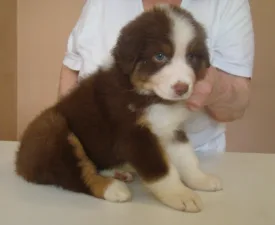 Chocolade Baby - Australian Shepherd Puppy for sale