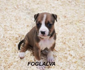 Gold Digger Of Silence Warrior - American Staffordshire Terrier Puppy for sale