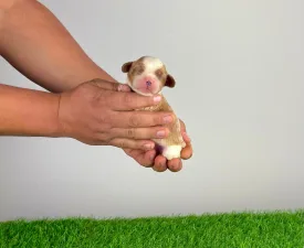 Crazy - Cavalier King Charles spániel eladó kiskutya