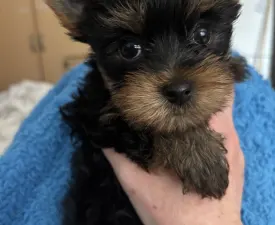 Benett - Yorkshire Terrier Puppy for sale