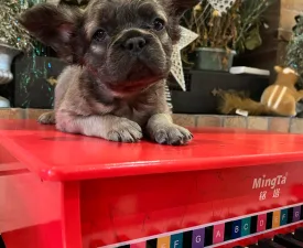 Fluffy - Französische Bulldogge Angebotener Welpe