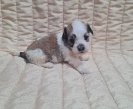 Teddy - Havanese eladó kiskutya