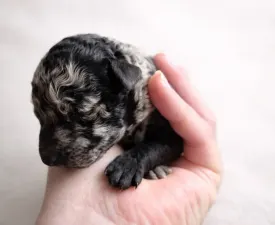 Vesszőshalmi Remete  - Mudi eladó kiskutya