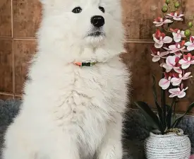Happy Hómancs Barka "yuki" - Szamojéd eladó kiskutya