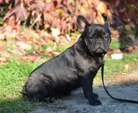 Ballószögi Barka Uranos - Francia bulldog eladó kiskutya