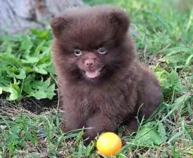 Peddy Hermoso La Noche  - German Pomeranian Spitz Puppy for sale