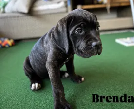 Brenda - Cane Corso eladó kiskutya