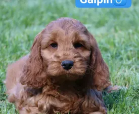Galpin - Cockapoo eladó kiskutya