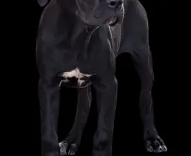 Bonnie - Cane Corso Štěně na prodej