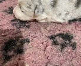 Bounty/slate Sable Kan - Border Collie Puppy for sale