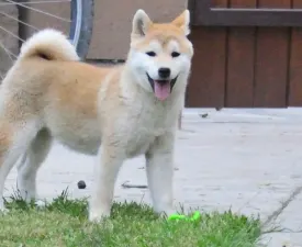 Fornacis - Shiba Puppy for sale