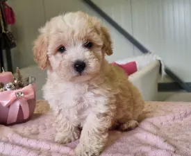 Toffee - Maltipoo eladó kiskutya