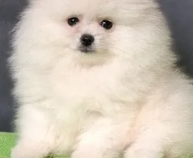 Nico - Pomeranian eladó kiskutya