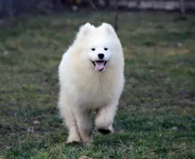 Echo - Jugoslovenski ovčarski pas - Šarplaninac Štenci na prodaju