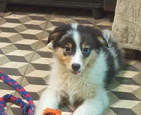 Dailos Presious Little Diamond - Ausztrál juhászkutya eladó kiskutya