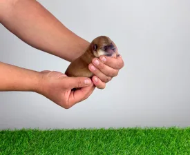 Riko - Shiba Angebotener Welpe