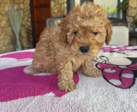 Teddy - Poodle Miniature Puppy for sale