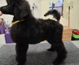 Velvety Shadows Duchess Of Daisy - Óriás uszkár eladó kiskutya