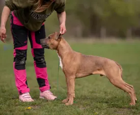 Warriors Of The Lankas Hawaiian Snow - American Staffordshire Terrier Cucciolo in vendita