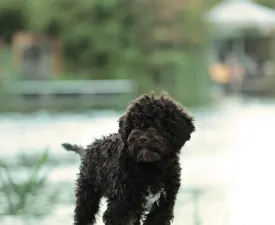 Stelle Del Lagotto Amore Byron Beauty - Лаготто-романьоло Щенок на продажу