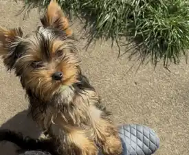 Abigél - Yorkshire Terrier eladó kiskutya