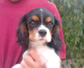 Grafit - Cavalier King Charles Spaniel Cățeluș de vânzare
