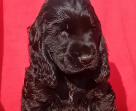 Magic - Angol Cocker spániel eladó kiskutya