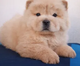 La Casa De Chow Jetta - Chow Chow Puppy for sale