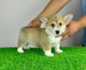Rydia - Pembroke Welsh Corgi eladó kiskutya