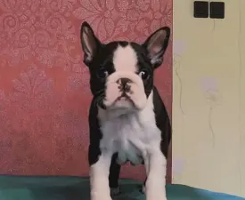 Indi - Boston Terrier Puppy for sale