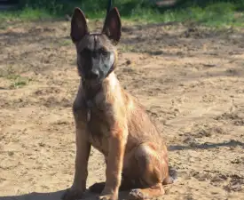 Amy 9314 - Belgijski ovčar Štenci na prodaju