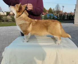 Zeus The Mighty From Farm Of Happy Dogs! Kitűnő Ch Szülőktől,csodálatos Adottságokkal És Természettel Rendelkezik!  Dm Mentes! - Вельш-корги пемброк Щенок на продажу