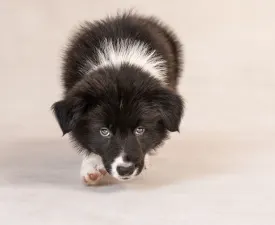 Cool Dark Design - Border Collie eladó kiskutya
