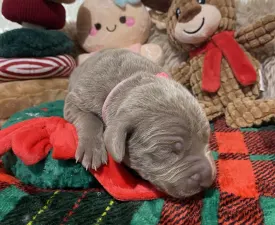 Lily - Weimaraner Vorstehhund Angebotener Welpe