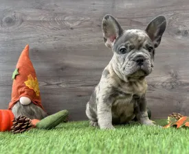 Thor  - French Bulldog Puppy for sale
