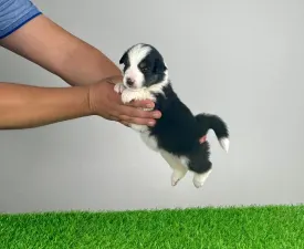 Ventor - Australian Shepherd Cucciolo in vendita