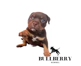 Tayberry - Amerikai Bully - Standard eladó kiskutya