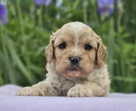 Contra - Cavapoo Puppy for sale