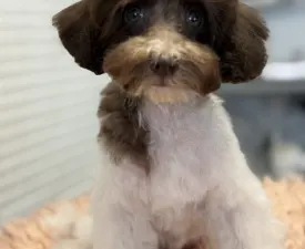 Roxy - Törpe uszkár eladó kiskutya