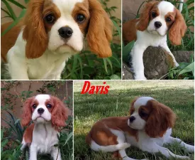 Davis - Cavalier King Charles spániel eladó kiskutya