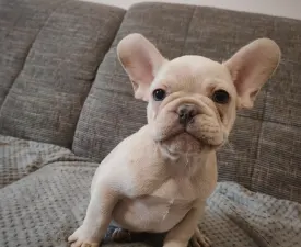 Tofu  - French Bulldog Puppy for sale