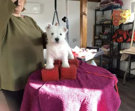Verona Canisa Demarcus Kennel - West Highland White Terrier Cucciolo in vendita