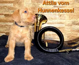 Attila Vom Hunnenkessel - Drótszőrű magyar vizsla eladó kiskutya