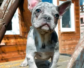 Steve - French Bulldog Puppy for sale