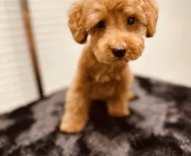 Lennox - Poodle Toy Puppy for sale