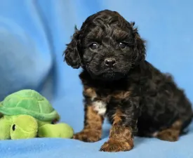 Virgo - Cavapoo Štěně na prodej