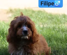 Filipe - Cavapoo eladó kiskutya